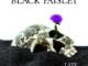 Black Paisley - Late Bloomer