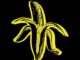 The Dandy Warhols Australia tour 2019